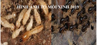 Diệt mối tận gốc tại quận 10