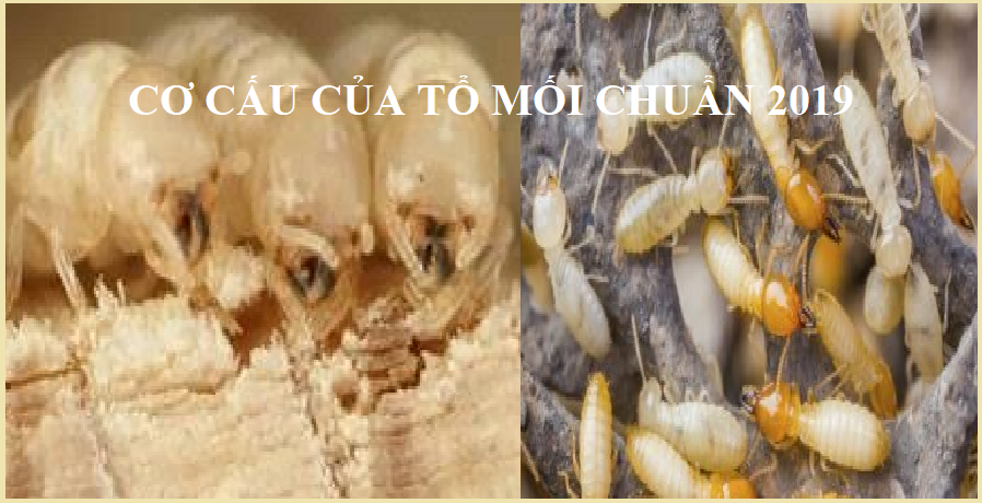 diệt mối tận gốc tại quận 11 giá rẻ