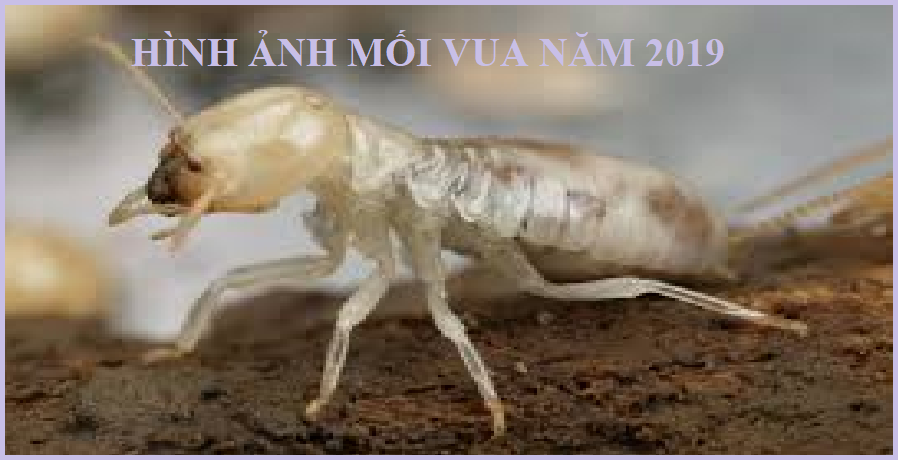 diệt mối tận gốc tại quận 7