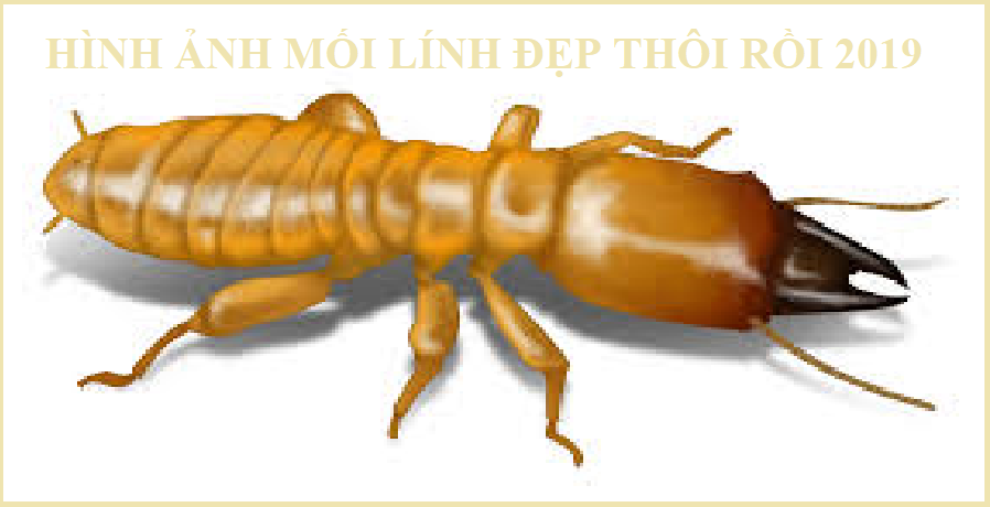 diệt mối tận gốc tại quận 7 chất lượng