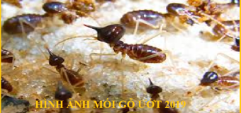 Diệt mối hại cây trồng