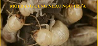 Diệt mối hà tĩnh
