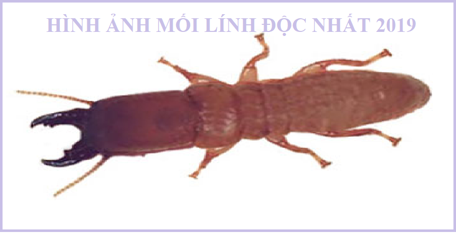 diệt mối kiên giang