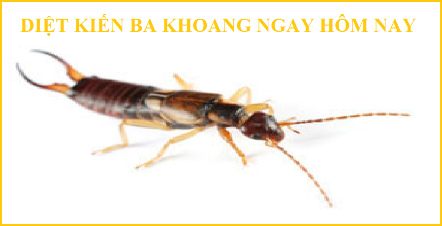 diệt mối kiên giang giá rẻ