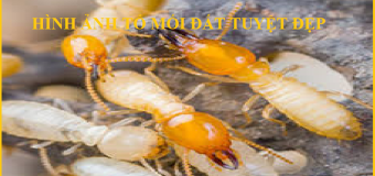 Diệt mối khánh hòa