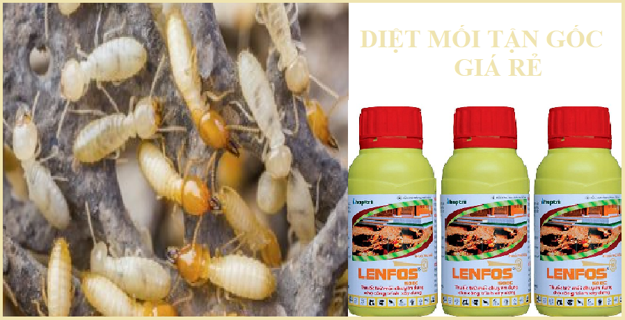 diệt mối hoa lâm
