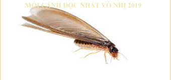 Diệt mối mọt trong nhà
