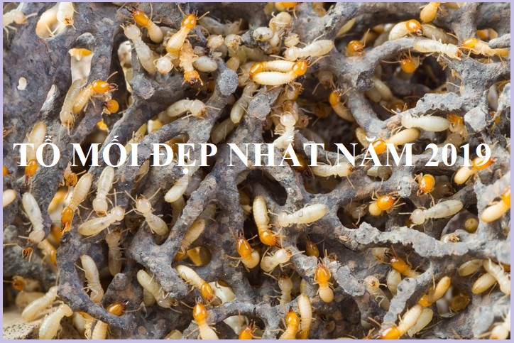 thuốc diệt mối lazada