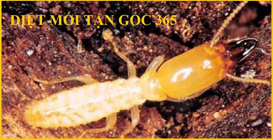 diệt mối nhà
