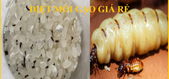 Diệt mối gạo