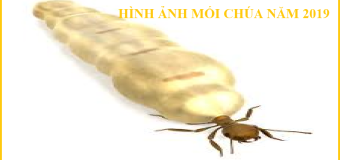 Diệt mối ninh bình