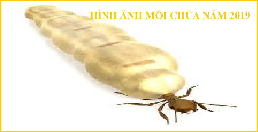 diệt mối ninh bình giả rẻ