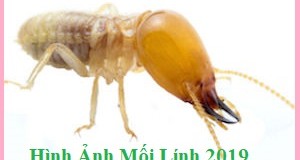 Cách diệt mối dân gian