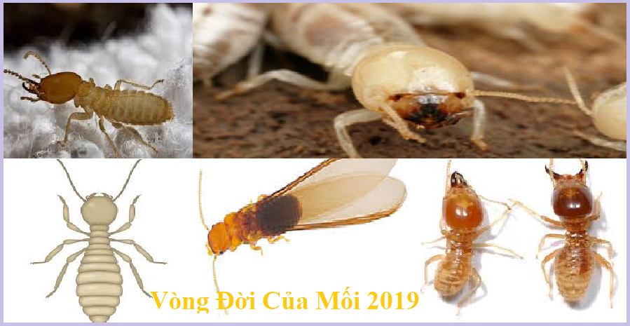 diệt mối bình dương giá rẻ