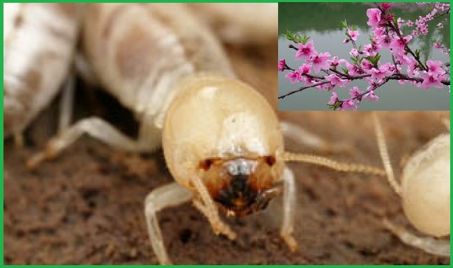 diệt mối bình dương chuyên nghiệp