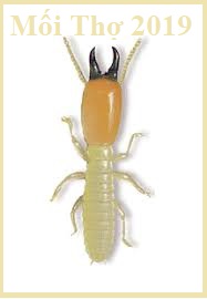 diệt mối đơn giản
