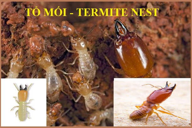 diệt mối đơn giản giá rẻ