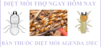 Diệt mối đơn giản