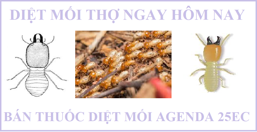 diệt mối đơn giản chất lượng