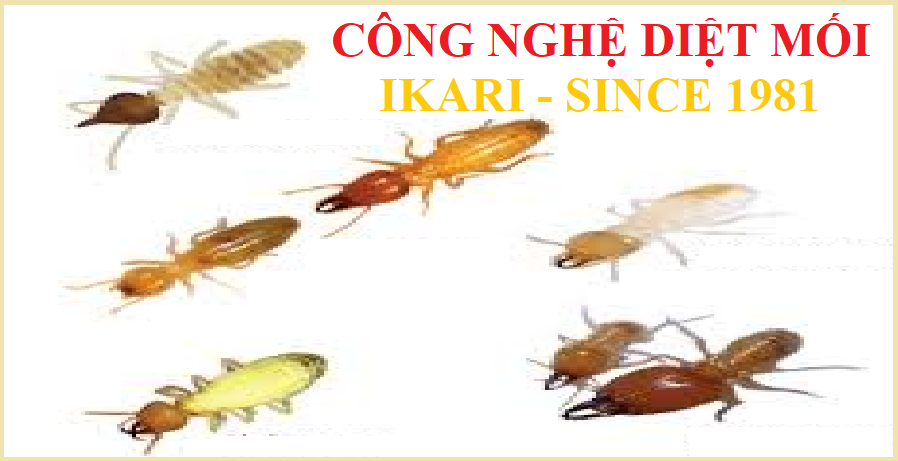 diệt mối tận gốc ikari