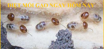 Diệt mối ở thủ đức