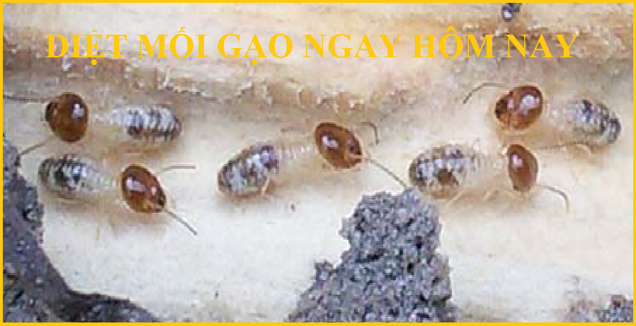 diệt mối ở thủ đức giá rẻ