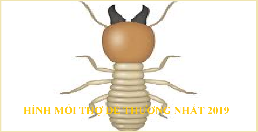 diệt mối ở gò vấp