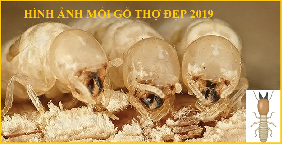 diệt mối ở nha trang