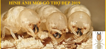Diệt mối ở nha trang