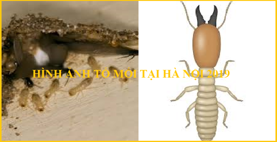 diệt mối ở hải phòng