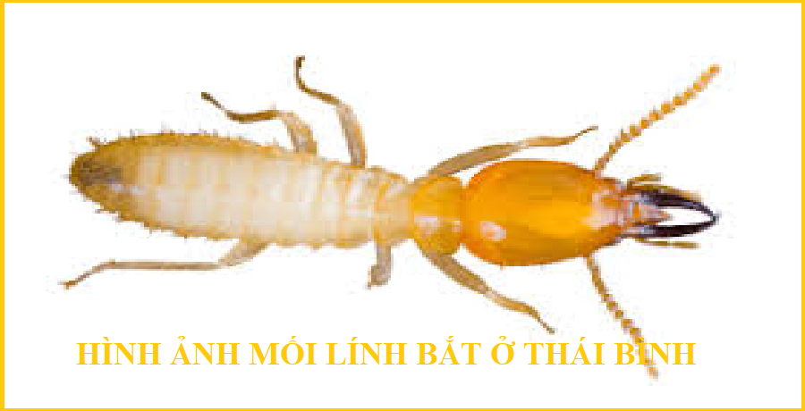 diệt mối phủ lý