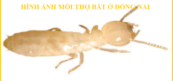 Diệt mối pest