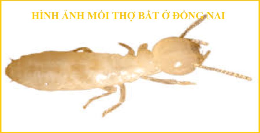 diệt mối pest