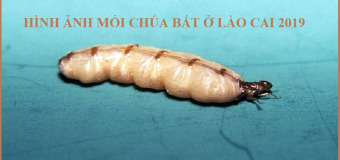 Diệt mối quảng ninh
