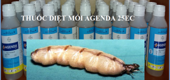 Diệt mối quảng ngãi