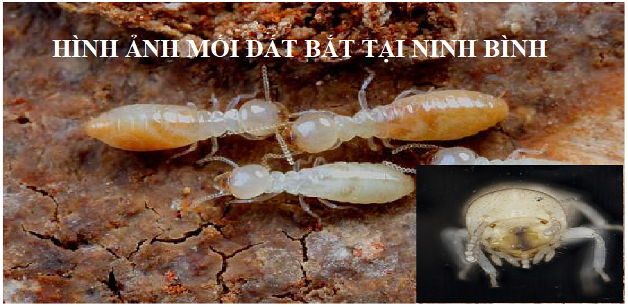 diệt mối sàn gỗ