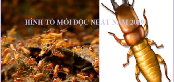 Diệt mối siêu tốc
