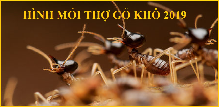 công ty diệt mối