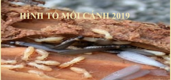 Diệt mối uông bí