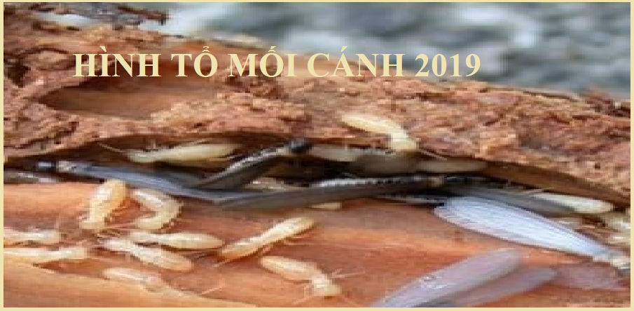 diệt mối uông bí