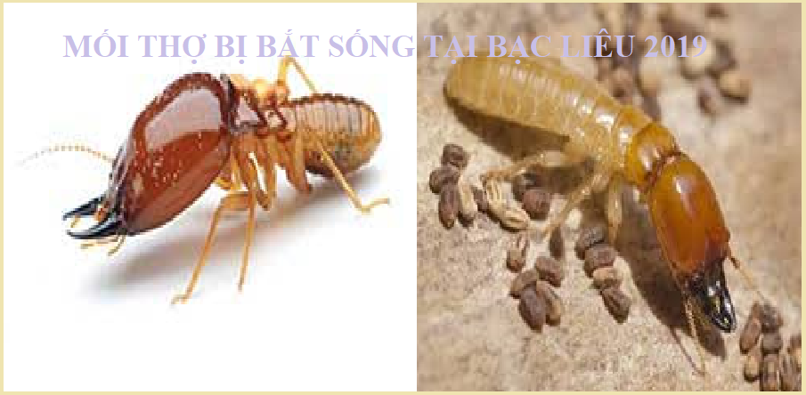 diệt mối văn phòng