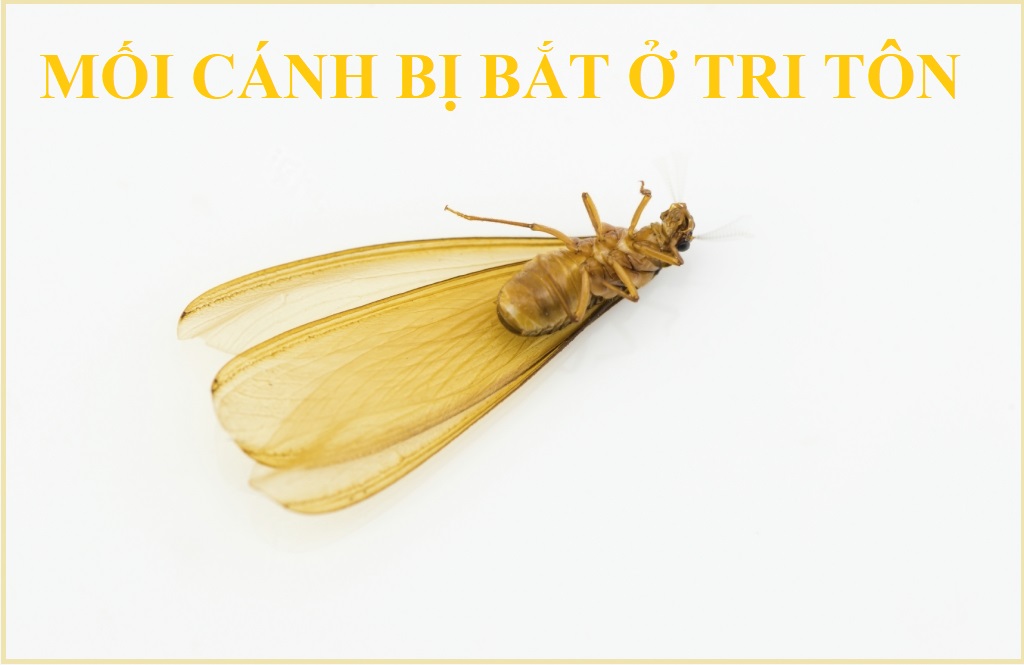 diệt mối tại vinh