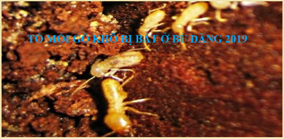 diệt mối gò vấp giá rẻ