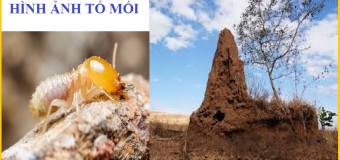 Diệt ổ mối