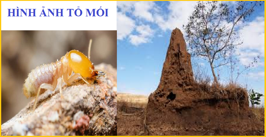 diệt ổ mối