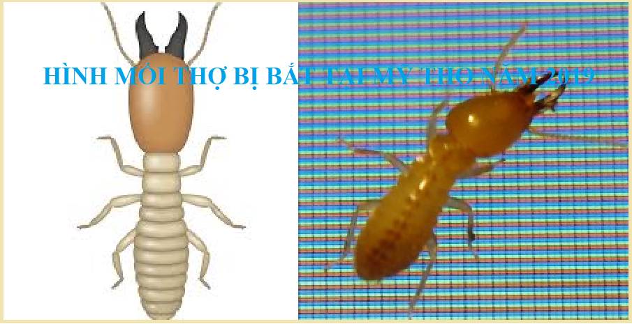 Diet moi tan goc gia re