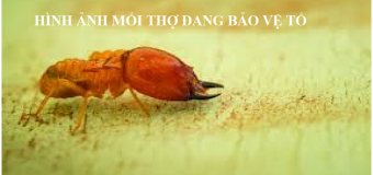 Diệt mối tận gốc bình định