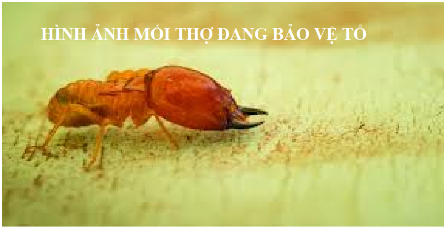 Diệt mối tận gốc bình định