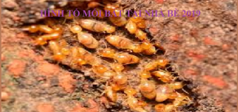 Diệt mối tận gốc tại bắc giang