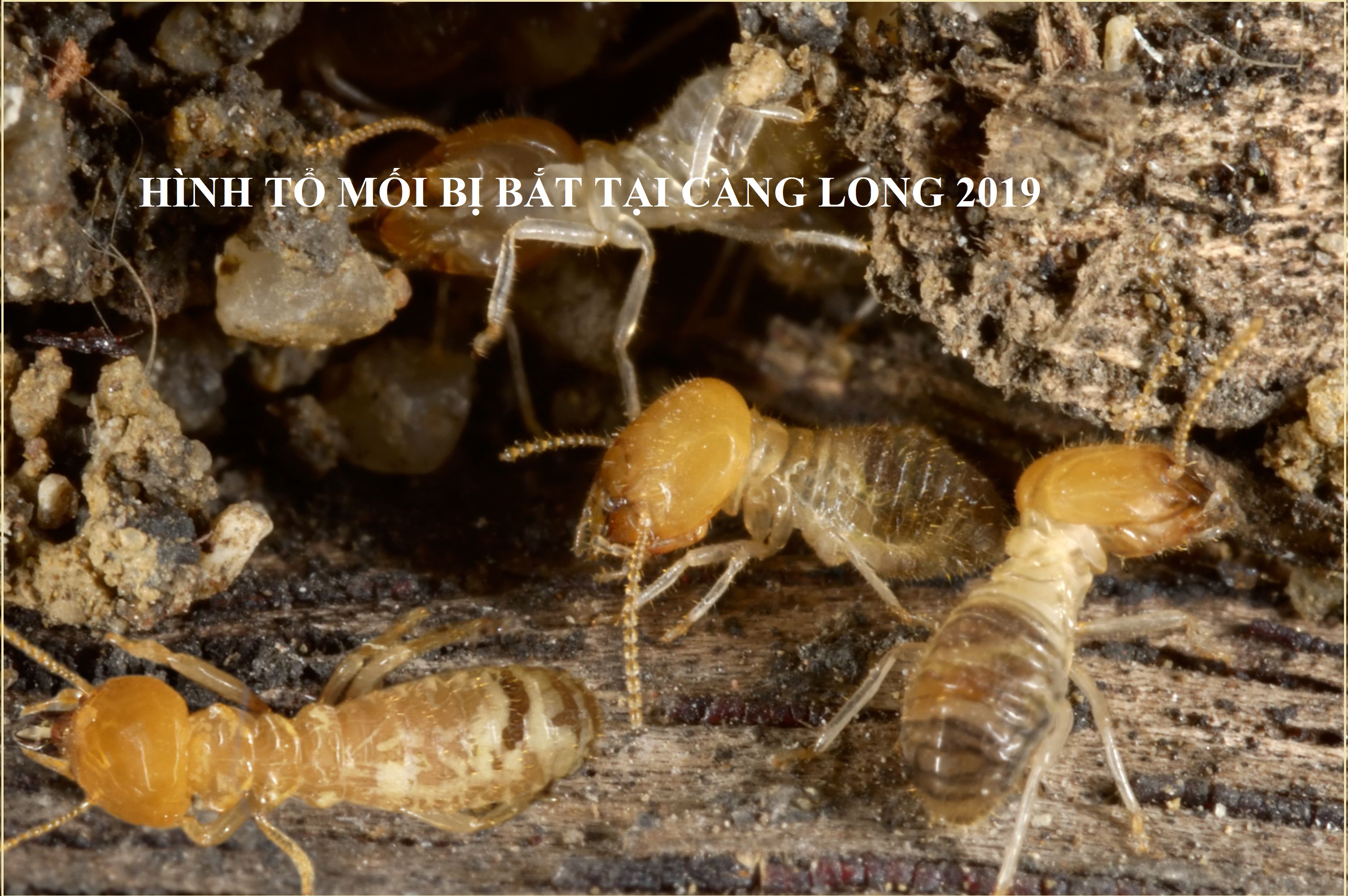 Mua thuoc diet moi tan goc o dau
